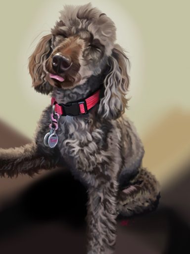 Missy Girl A fluffy gray poodle with a pink collar, sitting with its tongue out.