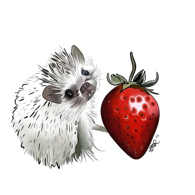 Onyx A cute hedgehog curiously looks at a ripe strawberry.